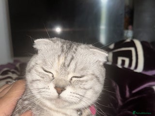 Scottish Fold cats Scottish fold beautiful kittens - Advert 3