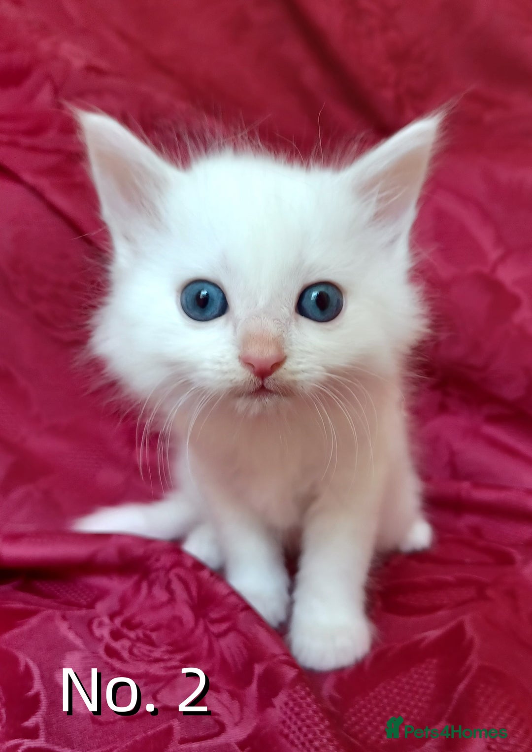 Mixed Breed cats for sale: 4 Gorgeous Pure White Kittens - Image 4