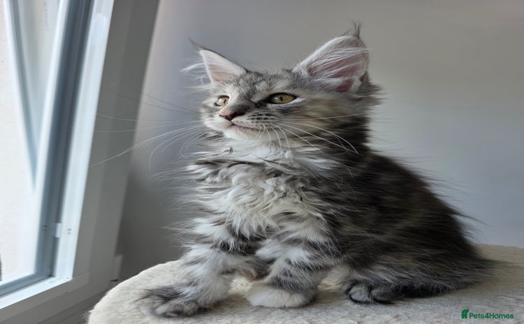 Maine Coon cats - Advert 3