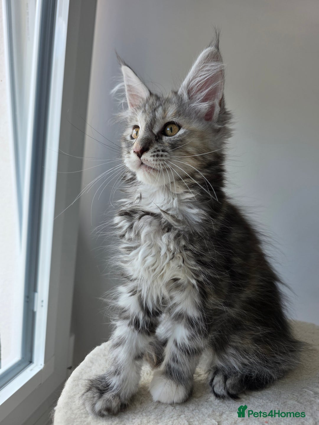 Maine Coon cats for sale: 2 TICA-Registered Maine Coon Kittens Available - Image 6