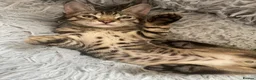 Bengal cats for sale: ♥️IAM ❤️WATCH ALL MY VIDEOS👀FOR MUMMY OR DADDY ❤️ - Advert 16