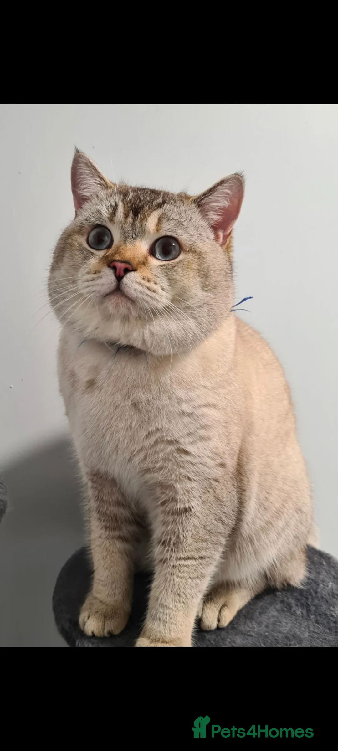 Scottish Fold cats for stud: Scottish Fold for stud in London - Advert 4