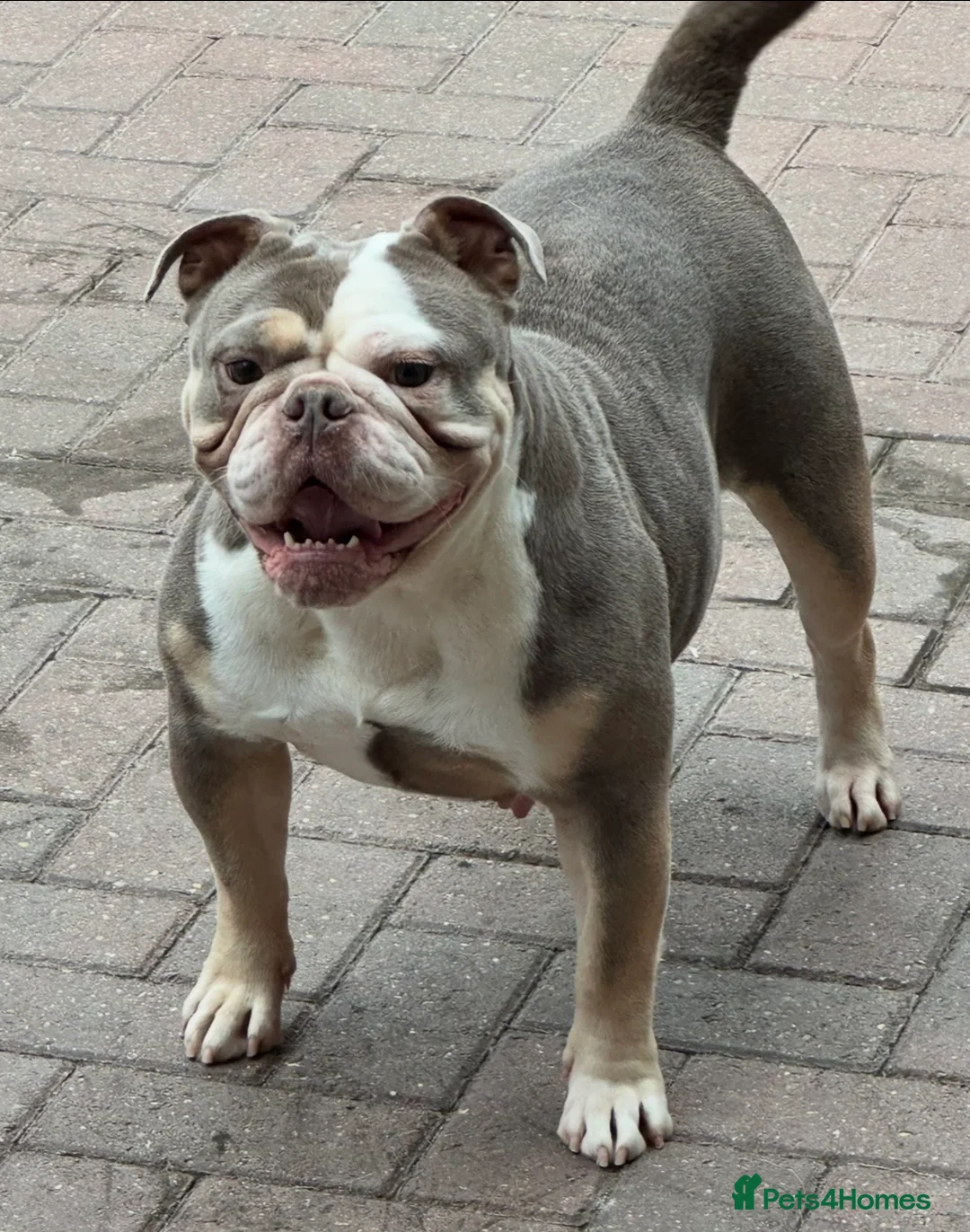 Olde English Bulldogge dogs for sale: Adult female  - Advert 1
