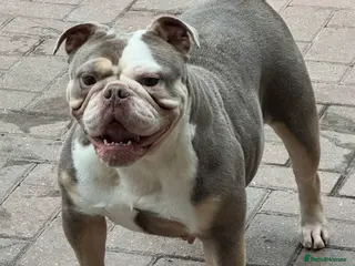 Olde English Bulldogge dogs Adult female - Advert 10