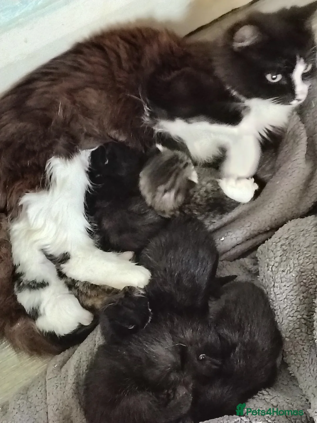 British Shorthair cats for sale: Kitten Ready Now - Advert 4