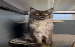 Maine Coon cats for sale: Black smoke maine coon boy Smokey - Image 2