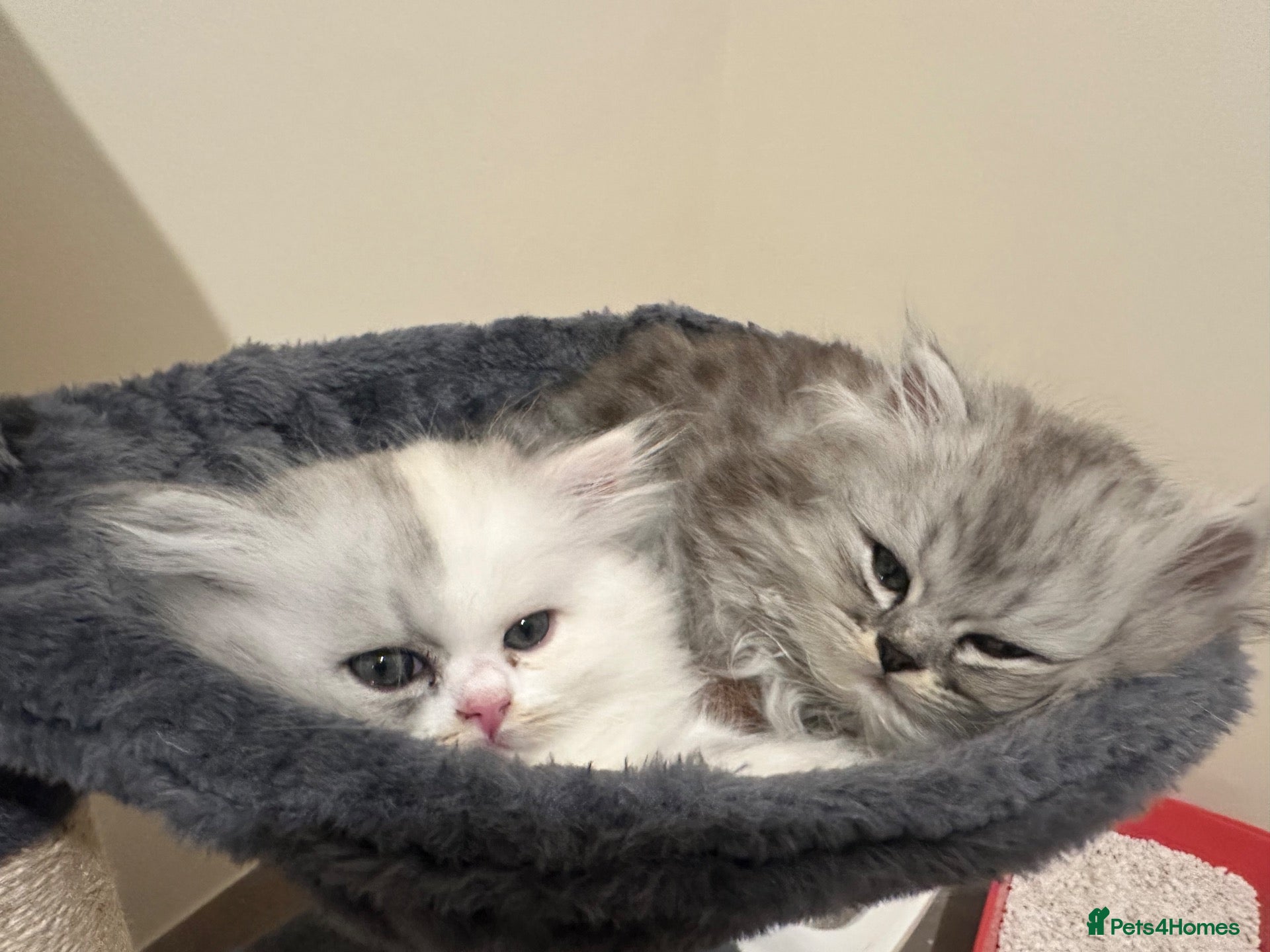 Persian cats 2 beautiful Persian kittens - Advert 1