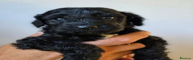 Cockapoo 3