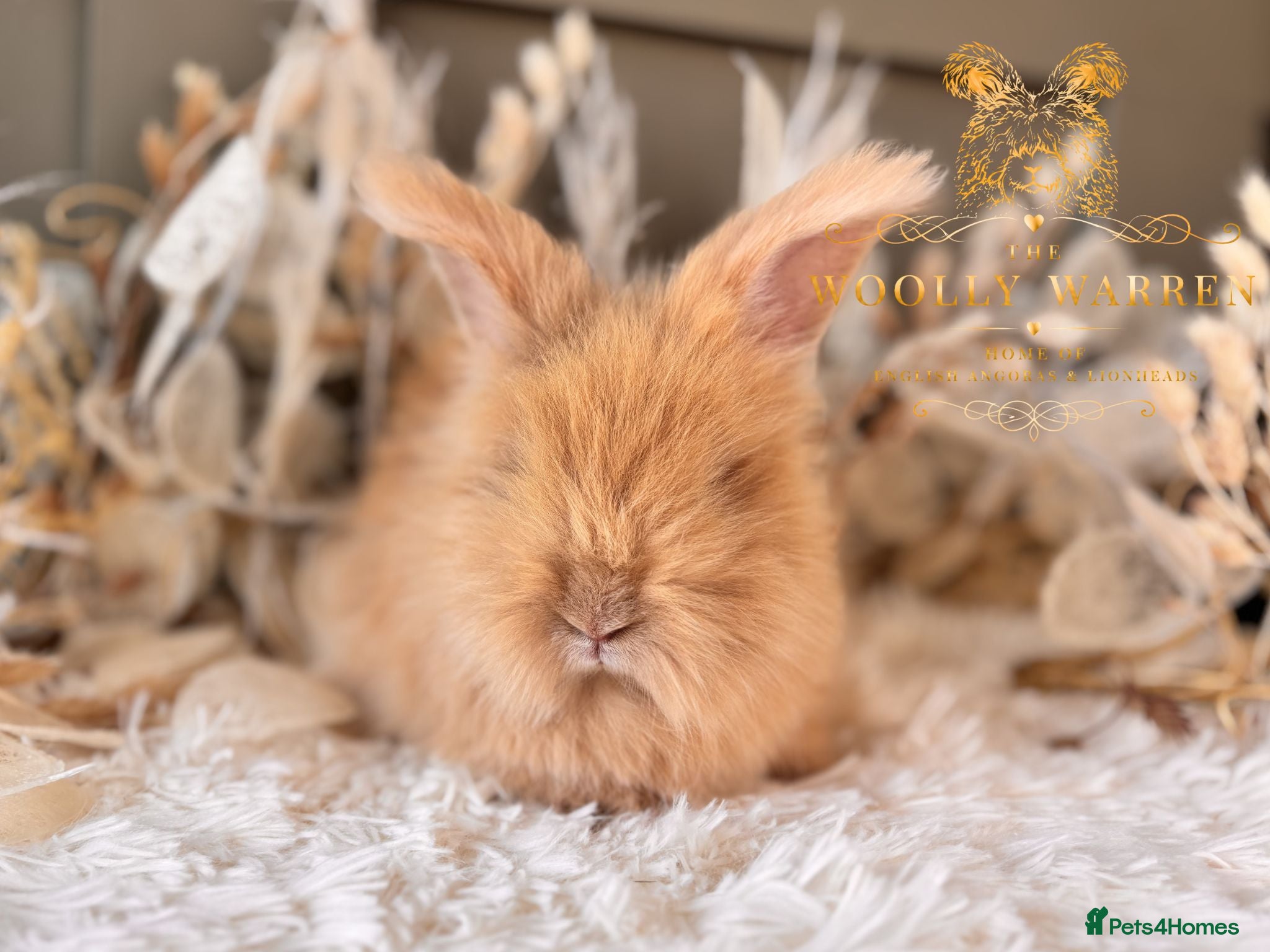 Angora rabbits Fully Vaccinated Angora Litter - Advert 2
