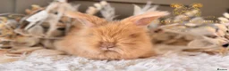 Angora rabbits for sale: Fully Vaccinated Angora Litter - Advert 2
