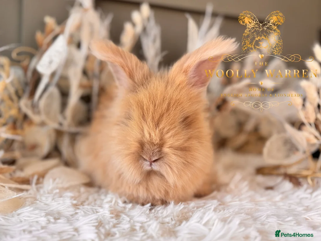 Angora rabbits for sale: Fully Vaccinated Angora Litter - Advert 2