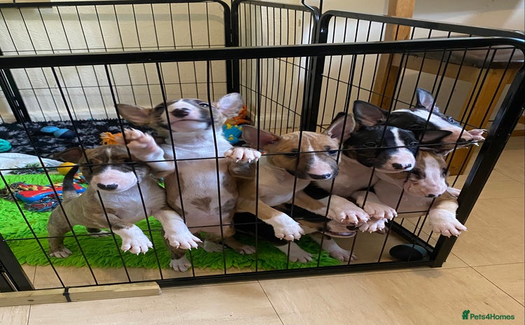 English Bull Terrier dogs - Advert 1