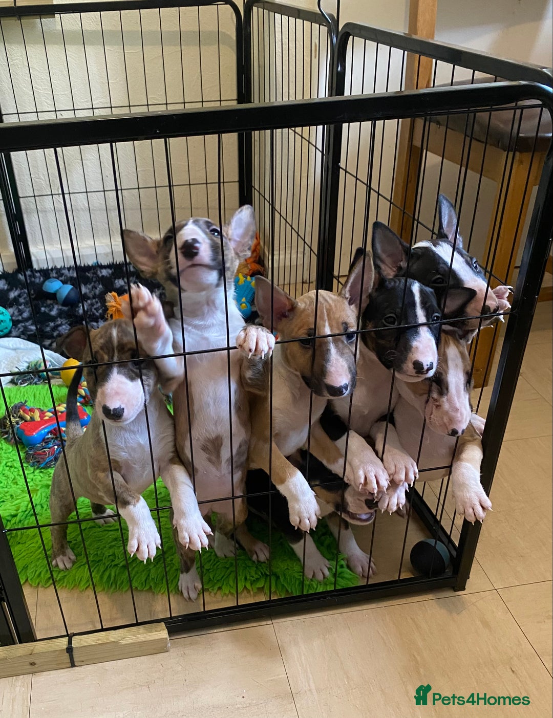 English Bull Terrier dogs for sale: !!! ENGLISH BULL TERRIERS FOR SALE !!! - Image 1