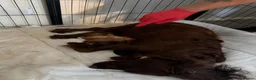 Cocker Spaniel dogs for sale: 🐶 Beautiful Cocker Spaniel Puppies 🐶  - Advert 38