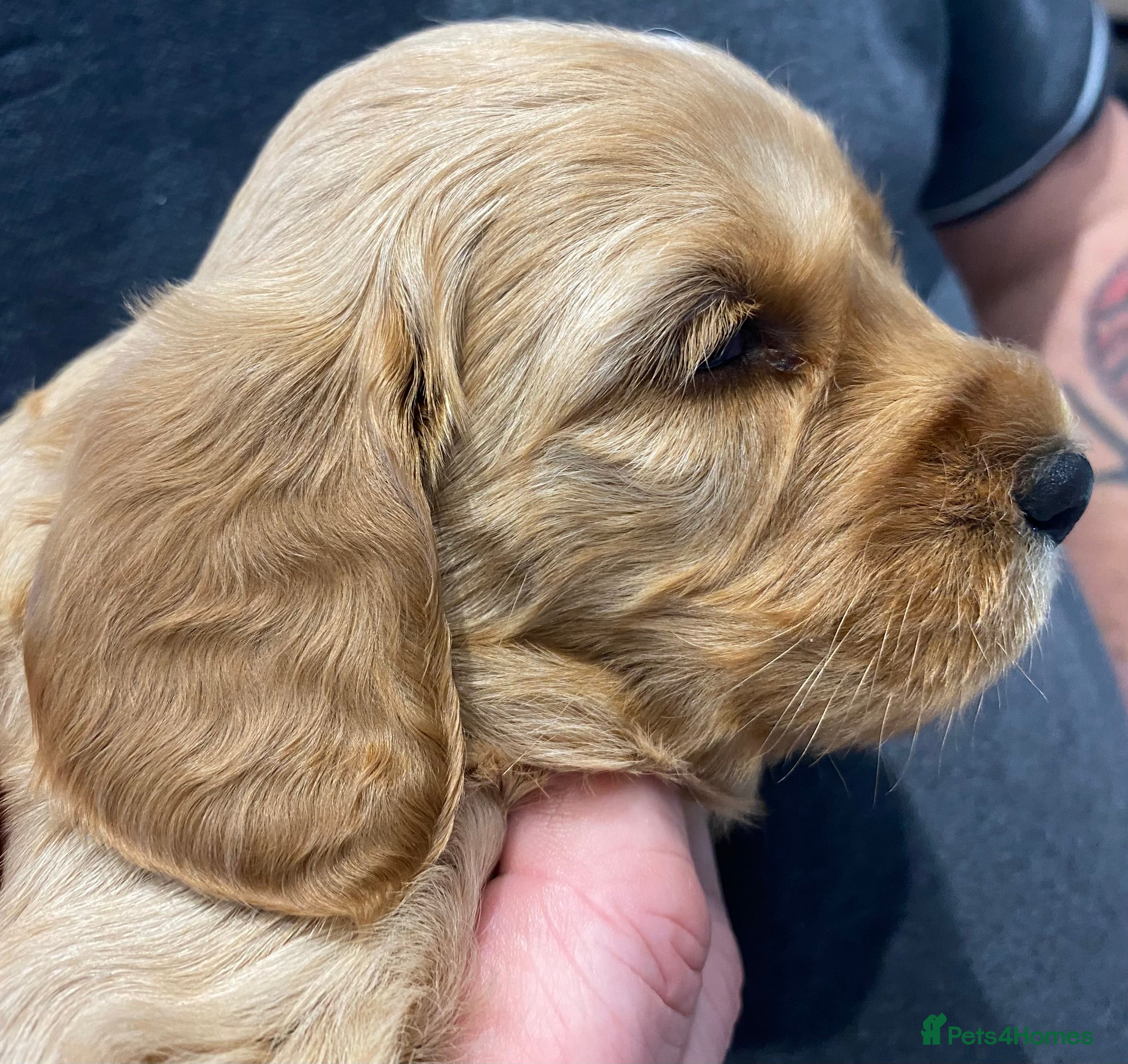 Cockapoo dogs DNA Tested Apricot Cockapoo Puppies - Advert 2