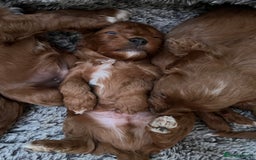 Cavapoo dogs for sale: Merlesque ⭐️⭐️⭐️⭐️⭐️F1 Cavapoos 200 DNA - Image 30