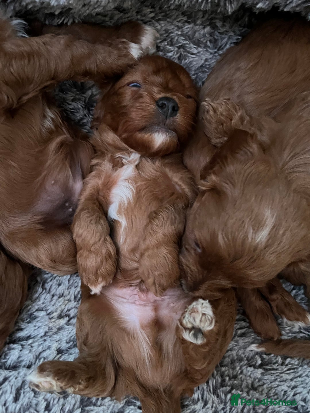 Cavapoo dogs for sale: Merlesque ⭐️⭐️⭐️⭐️⭐️F1 Cavapoos 200 DNA - Image 30