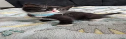Mixed Breed cats for sale: 🐾 Adorable Kittens for Sale! 🐾 - Advert 12