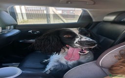 Sprocker dogs for sale: Lovely friendly Sprocker - Image 1