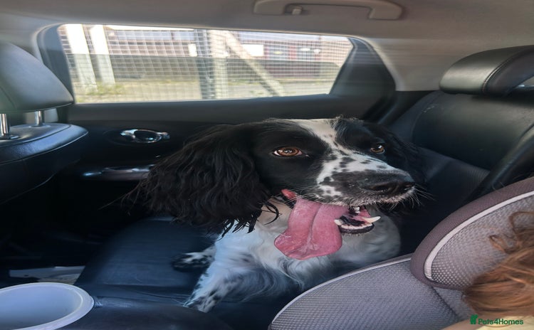 Sprocker dogs - Advert 2