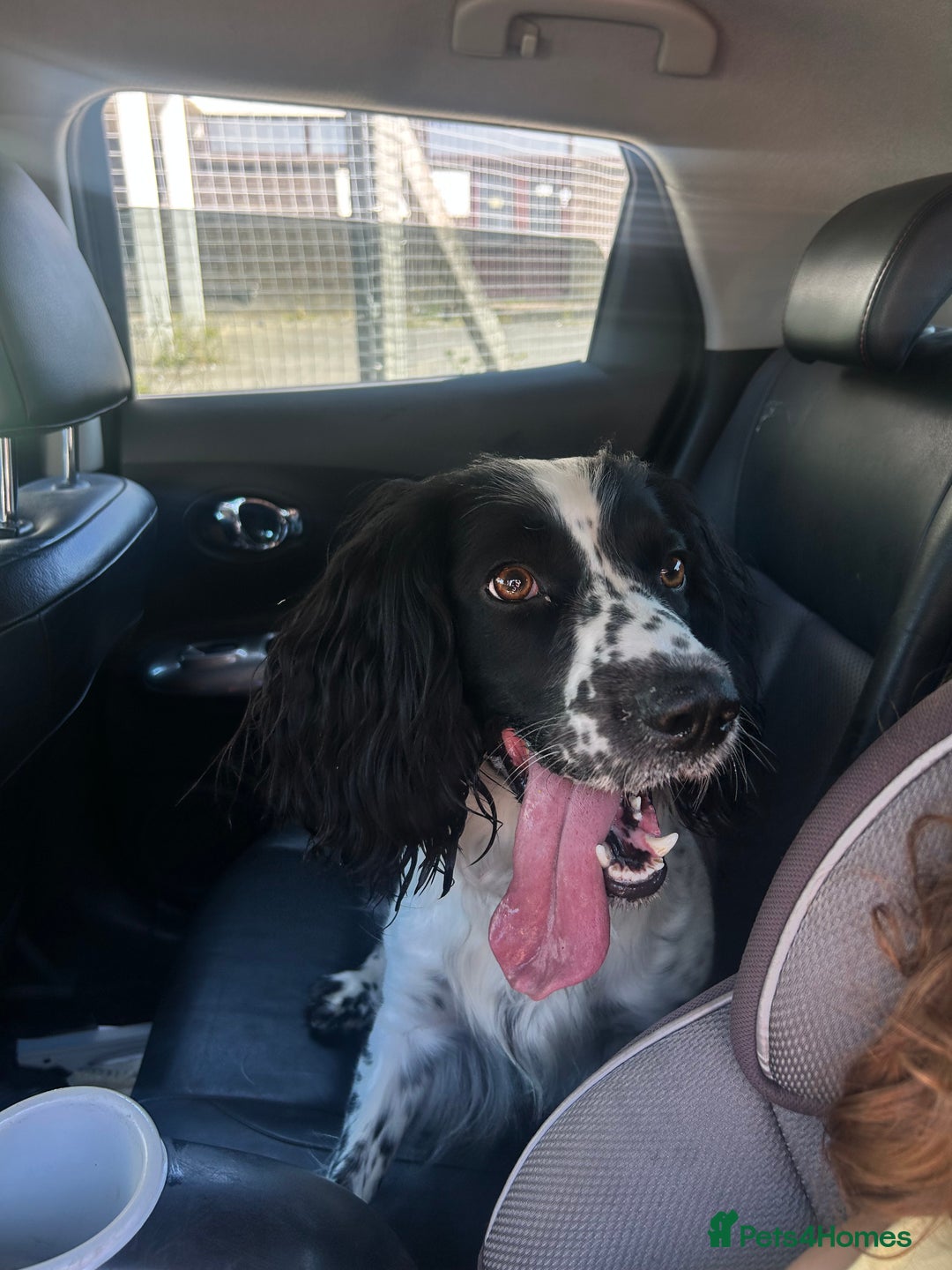 Sprocker dogs for sale: Lovely friendly Sprocker - Image 1