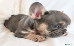 French Bulldog dogs for sale: Stunning Home Reared Frenchies  - Image 12