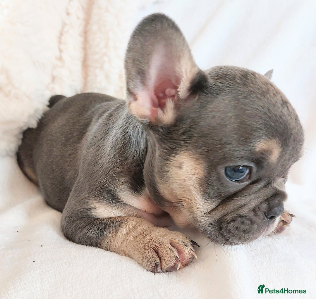French Bulldog dogs for sale: Stunning Home Reared Frenchies  - Image 12