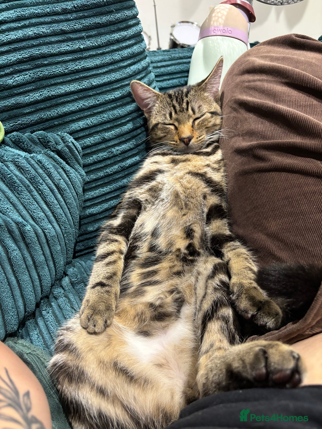 American Shorthair cats for sale: Pedro and Tigger - male tabby’s  - Image 5