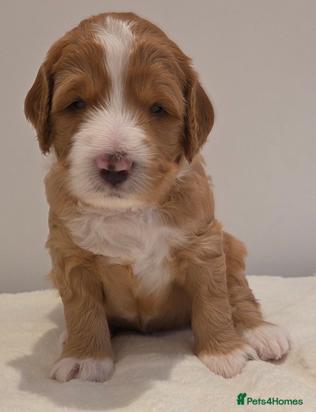 Australian Labradoodle dogs for sale: Australian Labradoodle Puppies  - Image 5