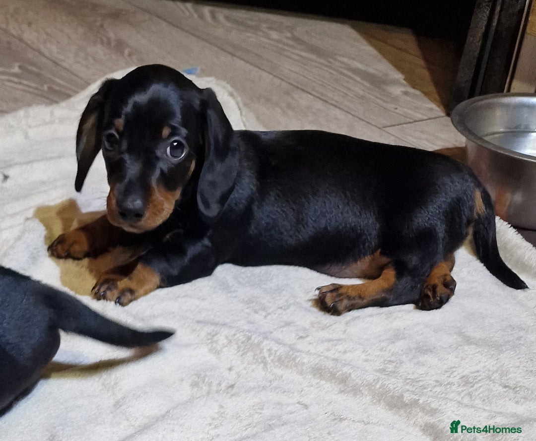 Miniature Dachshund dogs for sale: Champion bloodlines excellent quality KC miniature - Advert 18