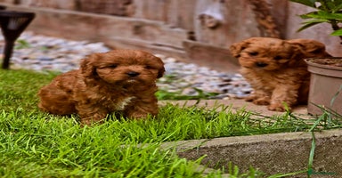 Cavapoo dogs - Advert 7