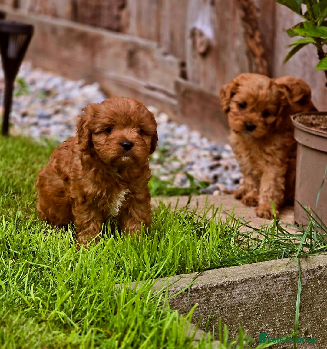 Cavapoo dogs for sale: Ruby red cavapoo puppies - Image 3