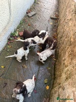 Cocker Spaniel dogs Loving playful pups - Advert 11