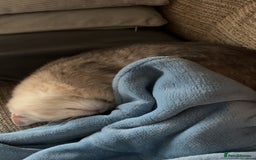 British Shorthair cats for sale: Female British shorthair  - Image 1