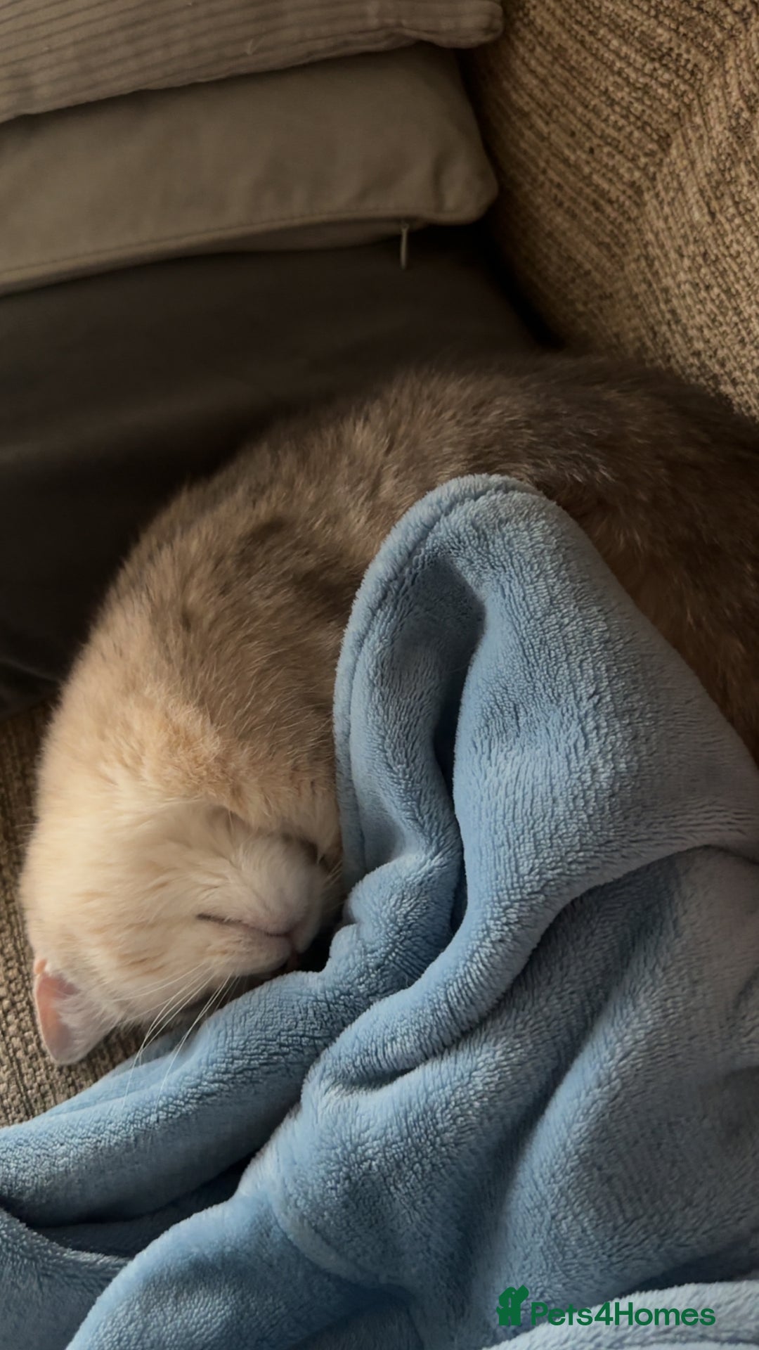 British Shorthair cats for sale: Female British shorthair  - Image 1