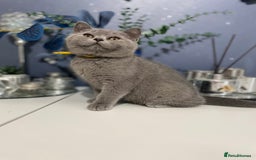 British Shorthair cats for sale: 🔥 READY NOW BRITISH SHORTHAIR KITTENS  - Image 17