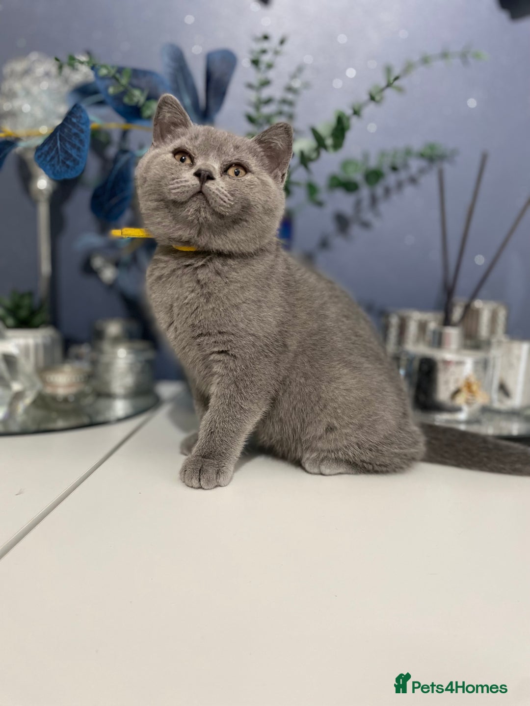 British Shorthair cats for sale: 🔥 READY NOW BRITISH SHORTHAIR KITTENS  - Image 17