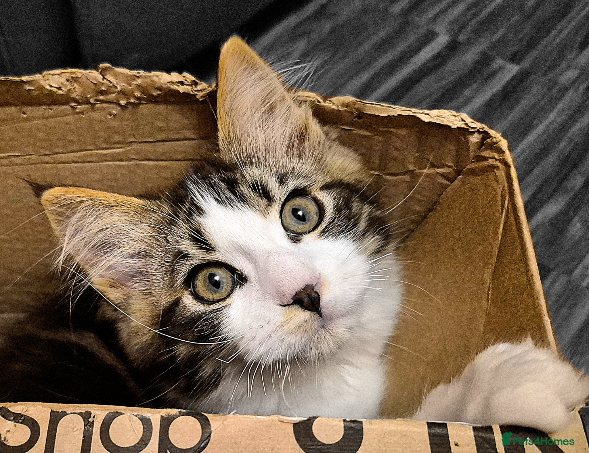 Ragcoon cats Confident Friendly Ragcoons Kittens  - Advert 4