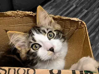 Ragcoon cats Confident Friendly Ragcoons Kittens - Advert 4