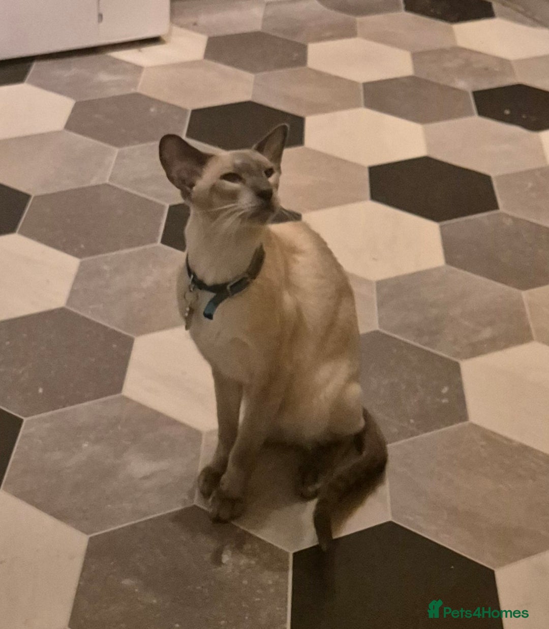 Siamese cats for sale: Blue point siamese - Advert 2