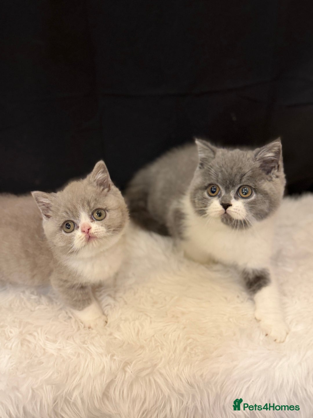 British Shorthair cats for sale: Full Pedigree Registered BSH  - Advert 11