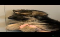 German Shepherd dogs for sale: German Shepherd puppies - Image 4