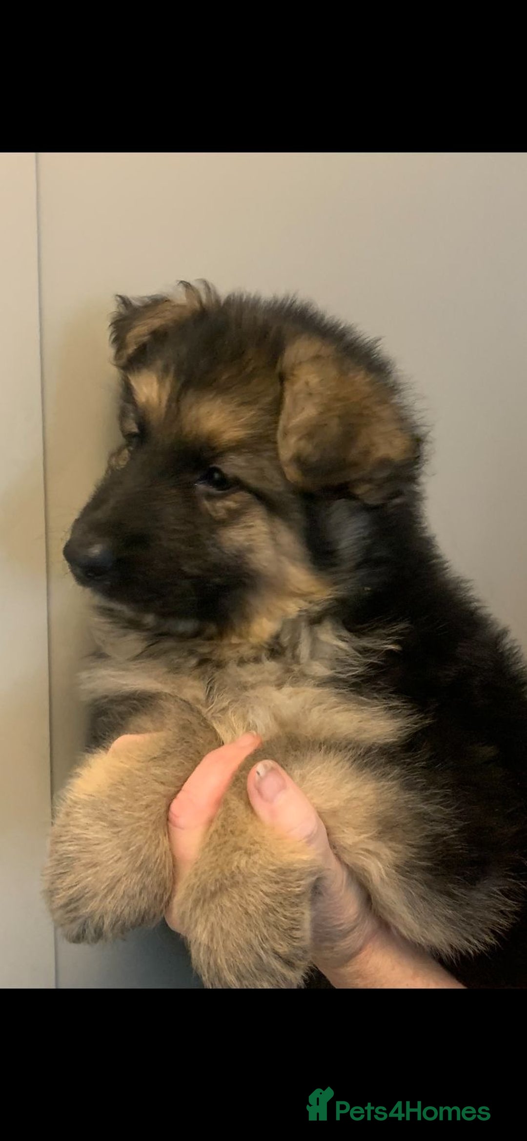 German Shepherd dogs for sale: German Shepherd puppies - Image 4