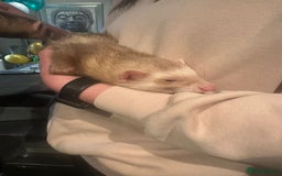 Ferret rodents for sale: 2 Hobs - Image 3