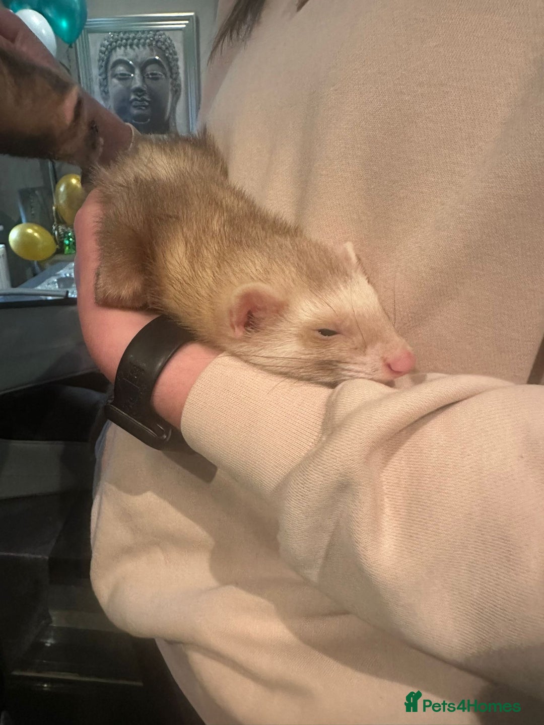 Ferret rodents for sale: 2 Hobs - Image 3