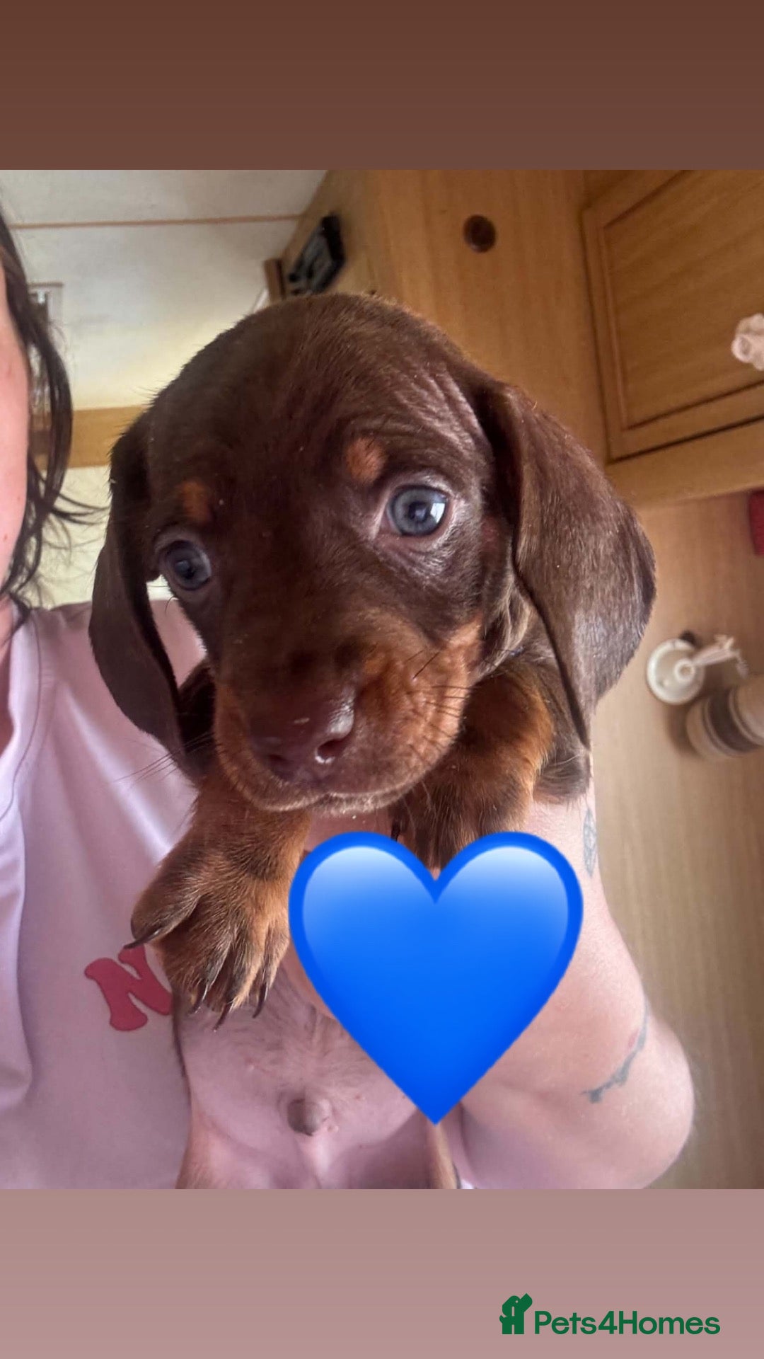 Miniature Dachshund dogs Oh my goodness so cute  - Advert 7