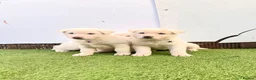 Akita dogs for sale: Akita puppy’s for sale in Birmingham - Advert 33