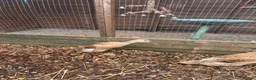 Ducks poultry for sale: 2 Female Laying Indian Runner Ducks - Advert 3