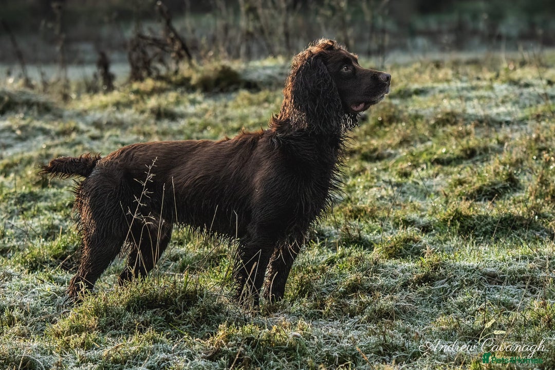 Cocker Spaniel dogs for stud: Working cocker spaniel for stud in Bedale - Image 4