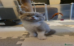 British Shorthair cats for sale: GCCF Registered British Shorthair Kittens - Image 36